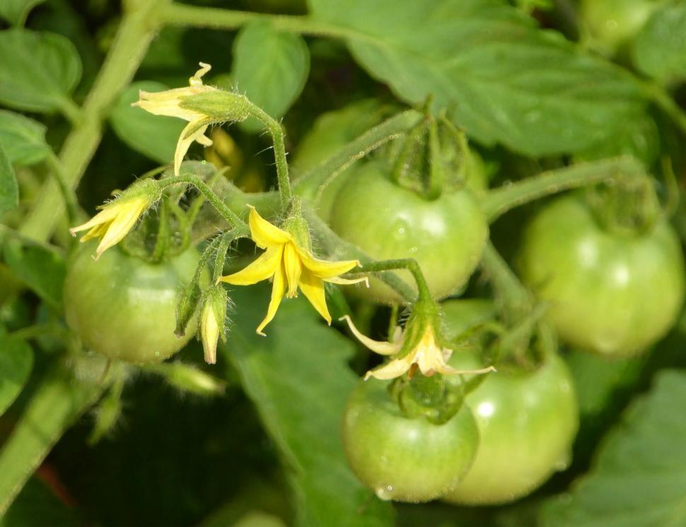 Free Image of Tomato Flower 
