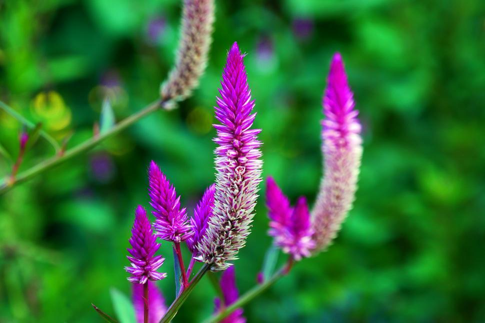 Free Image of Celosia Argentea 