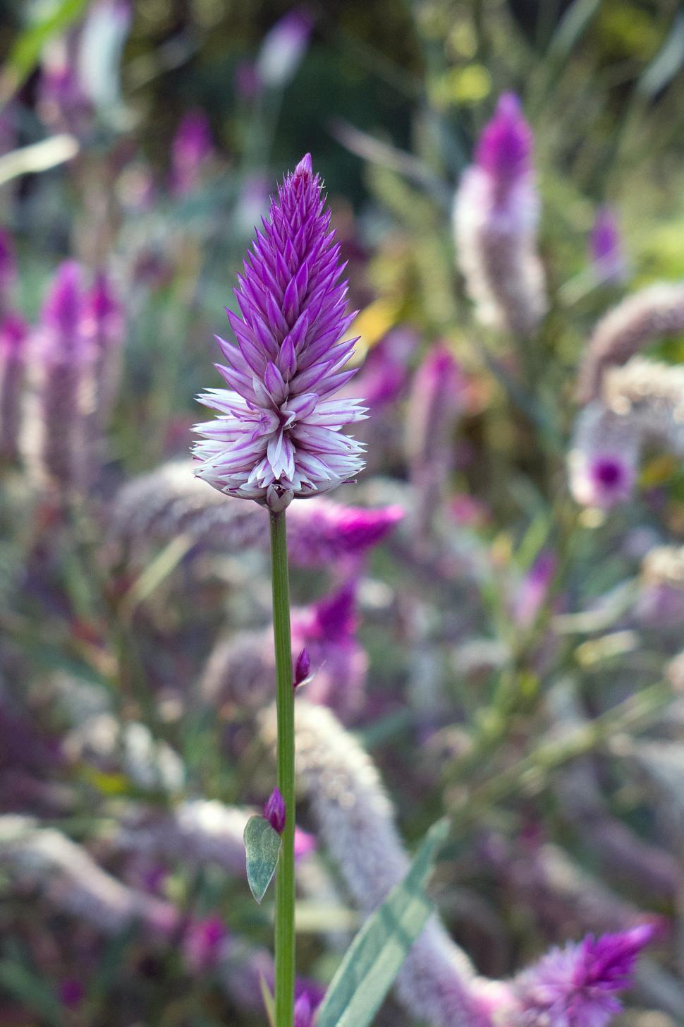 Free Image of Plumed Cockscomb 