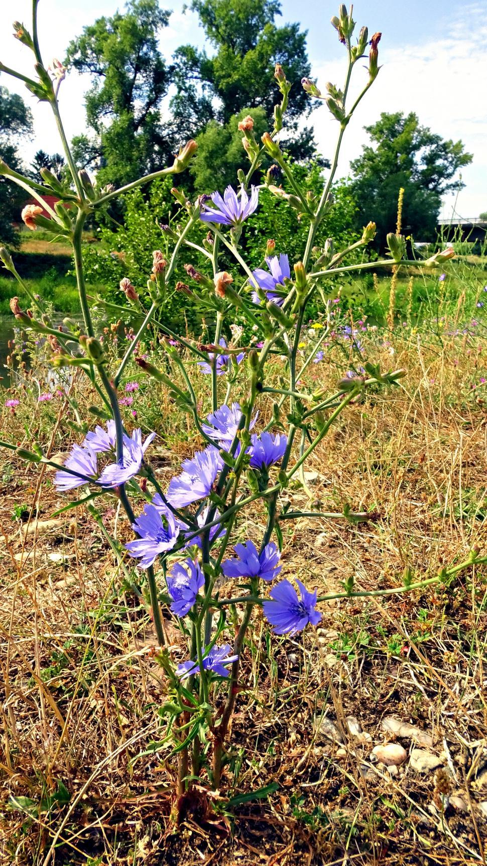 Free Image of Chicory light blue wild flowers  