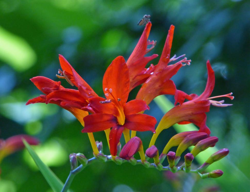 Free Image of Crocosmia Lucifer Flowers 