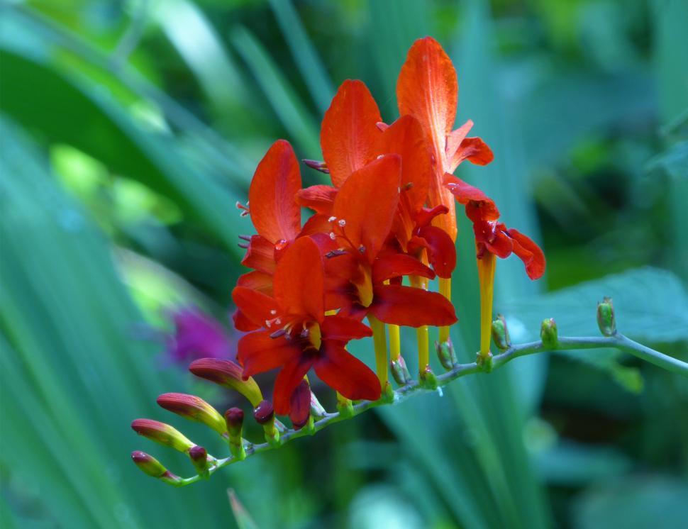 Free Image of Crocosmia Lucifer Montbretia 