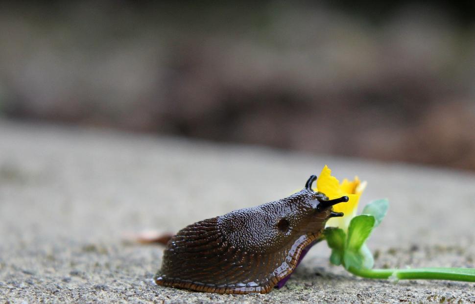 Free Image of Slug Makes its Way 