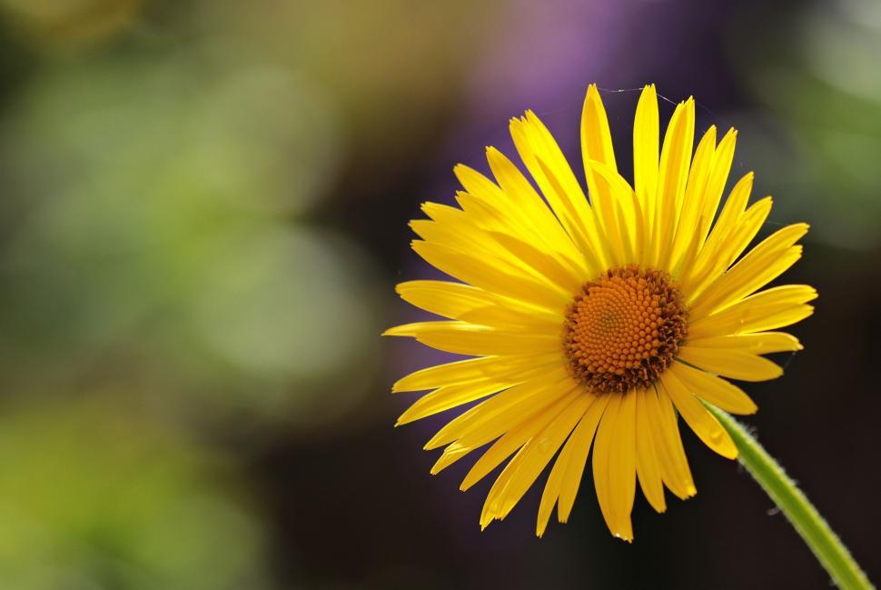Free Image of Daisy in full bloom 