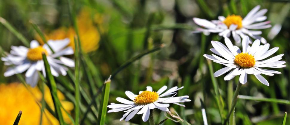 Free Image of Wildflowers in a meadow 
