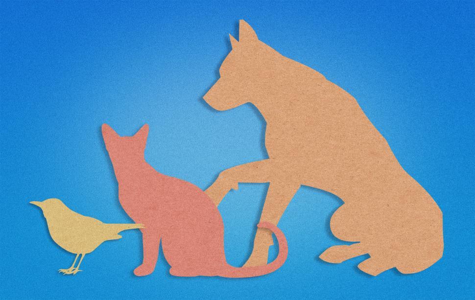 Free Image of Pets - Companion Animals - Dogs - Cats - Birds 