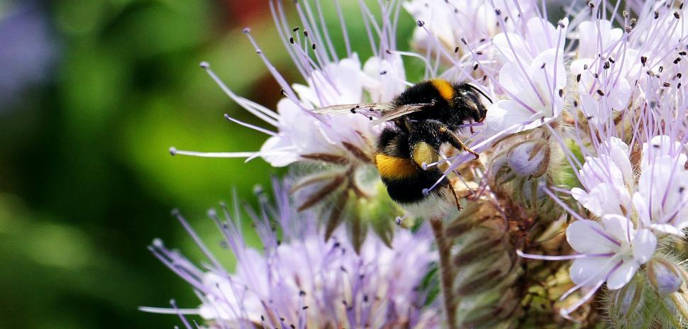 Free Image of Bumble Bee on Pink Flowers 