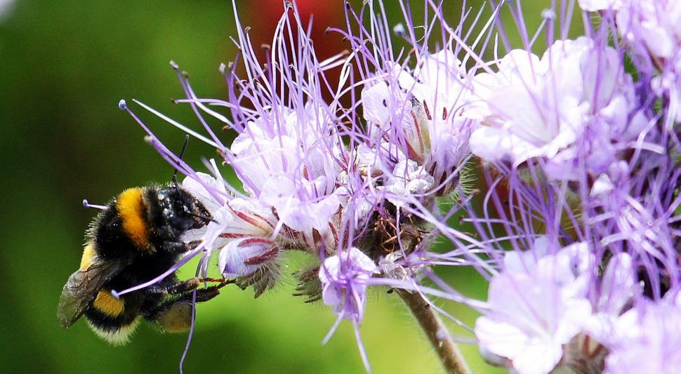 Free Image of Yellow and Black Bumble Bee 