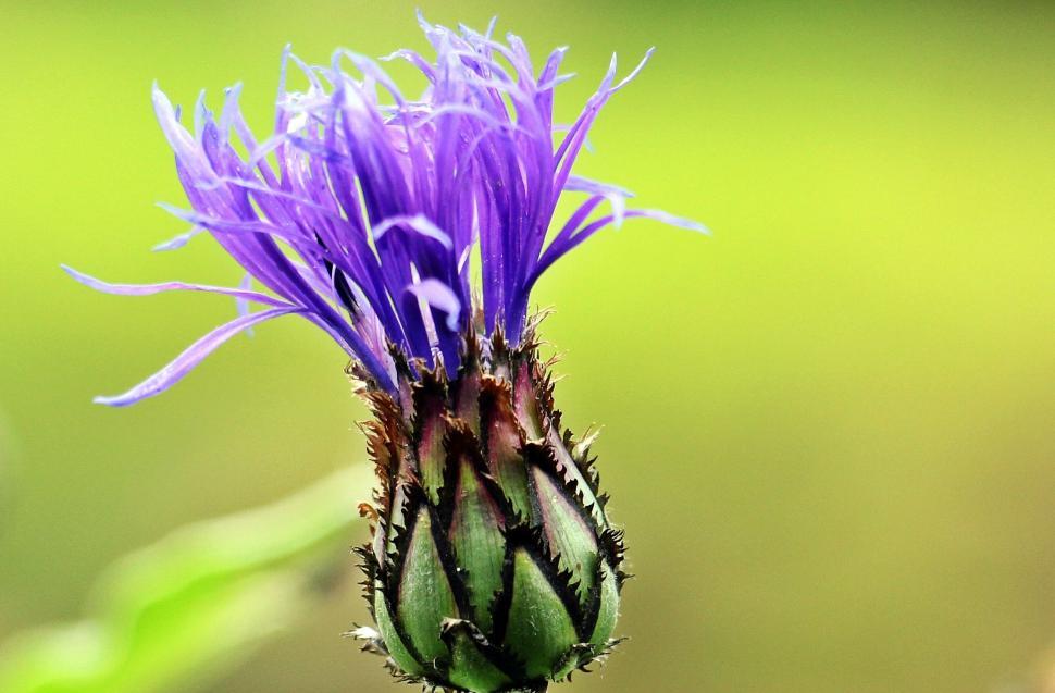 Free Image of Cornflower Bud 
