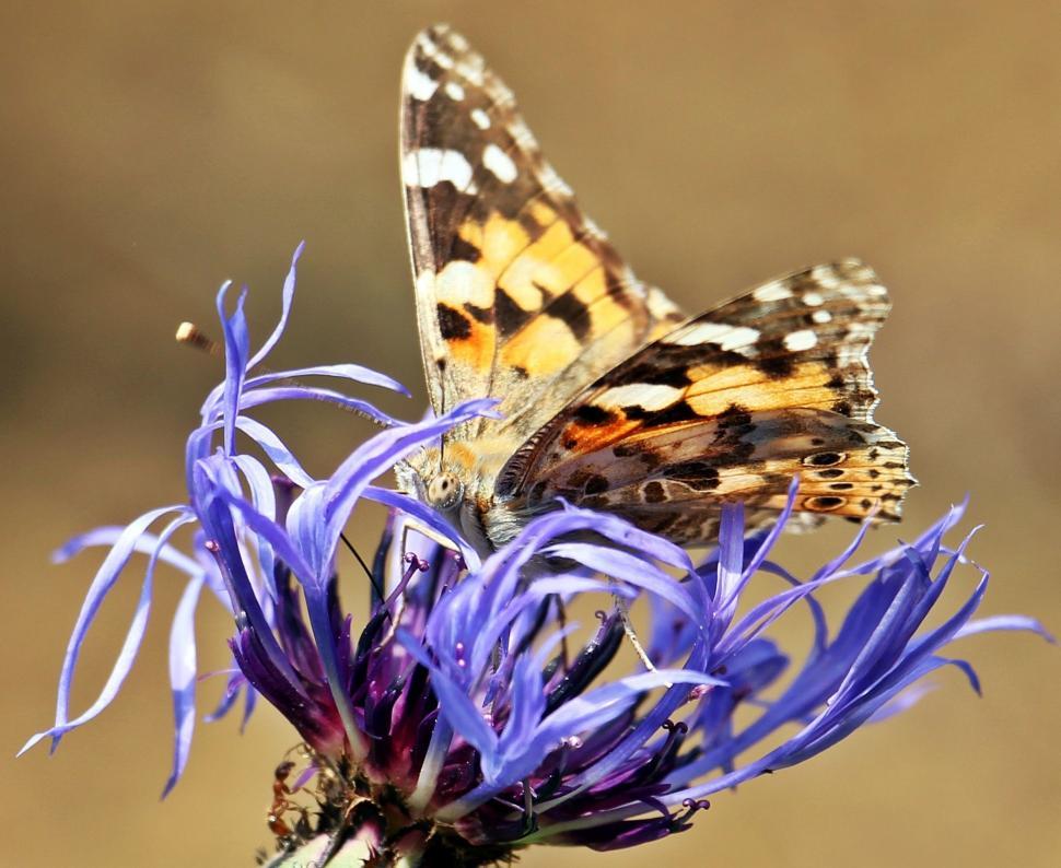 Free Image of Butterfly on purple flower 