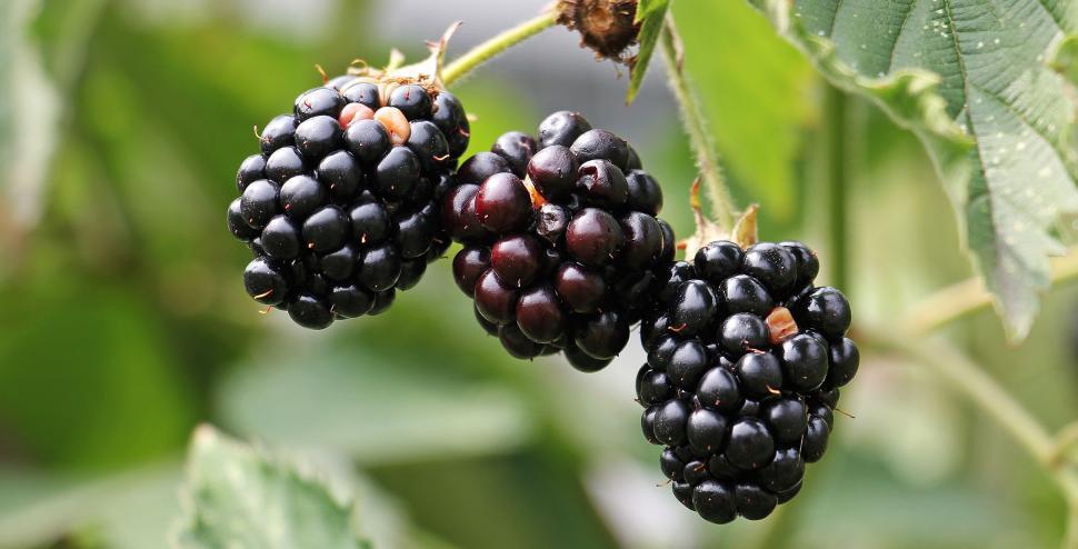 Free Image of Blackberries on the bush 