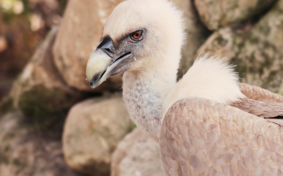 Free Image of Young vulture chick 