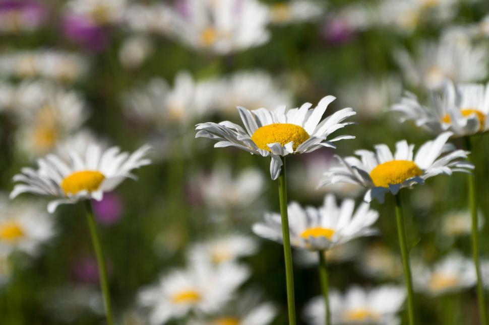 Free Image of Daisy Flowers 