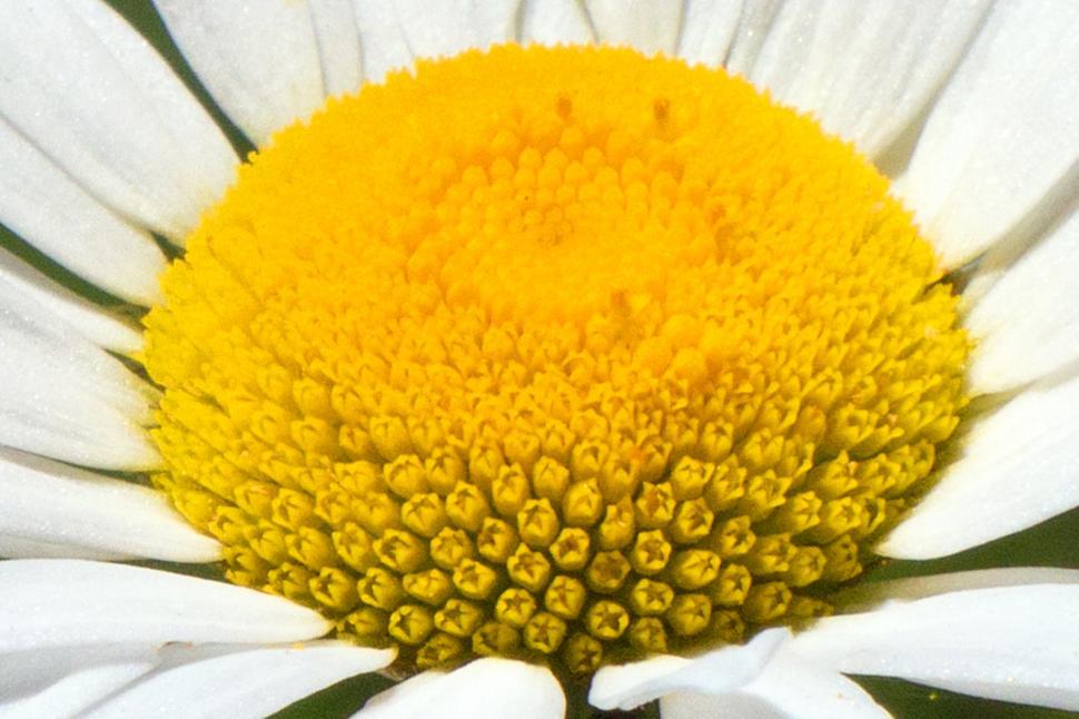 Free Image of Daisy Flower Center 