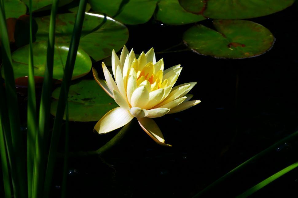 Free Image of Water Lily Flower 
