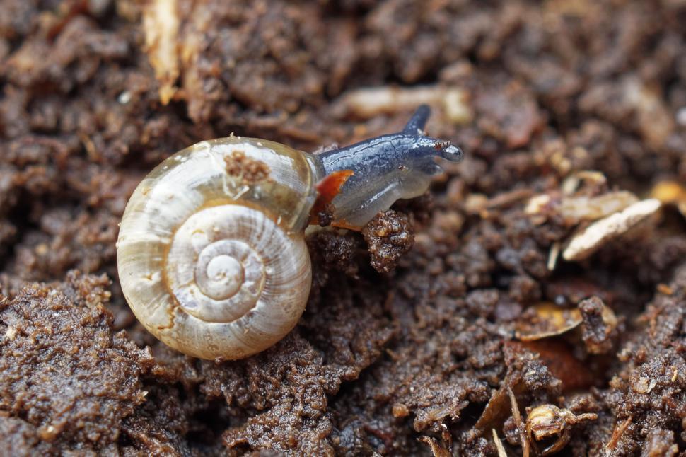 Free Image of Snail 