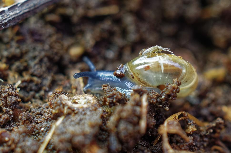 Free Image of A snail carrying an insect 