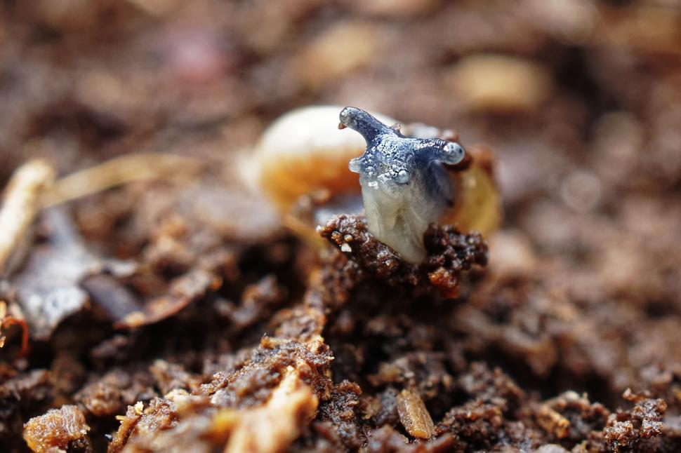 Free Image of A snail showing its face 