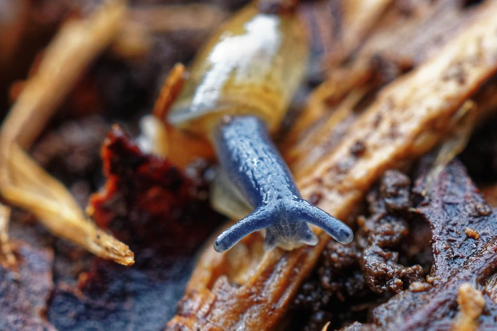 Free Image of Blue snail 