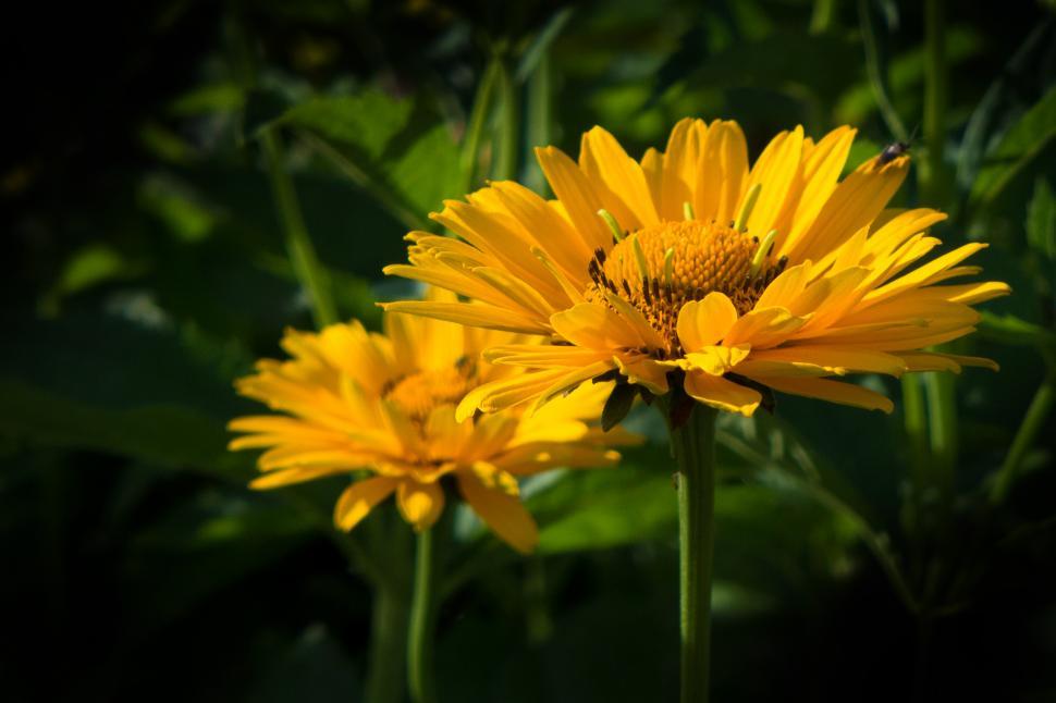 Free Image of False Sunflower Yellow Flower 
