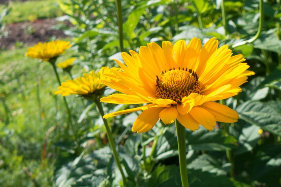 Free Image of One False Sunflower 