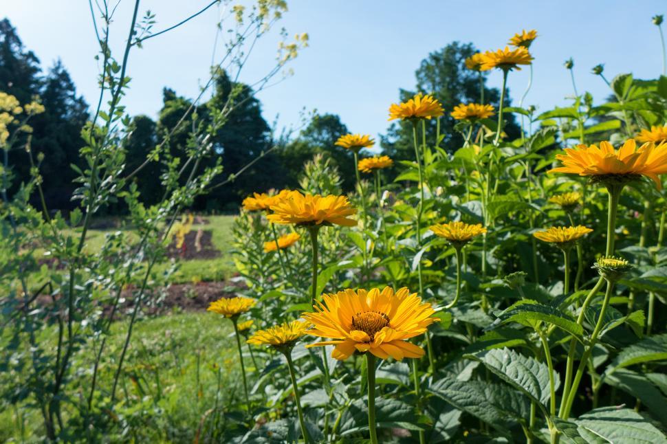 Free Image of False Sunflower Flowers 
