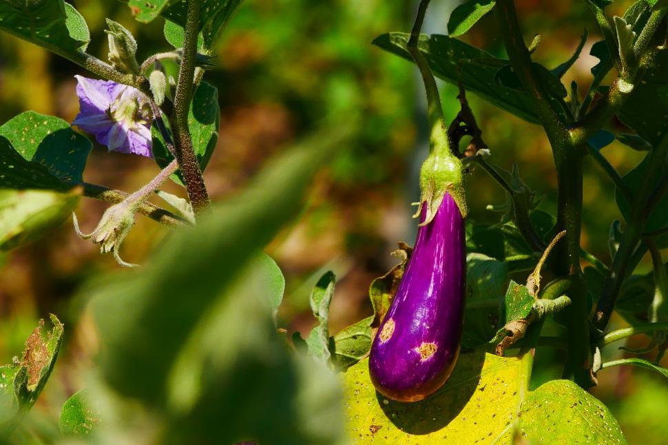 Free Image of Purple Eggplants 