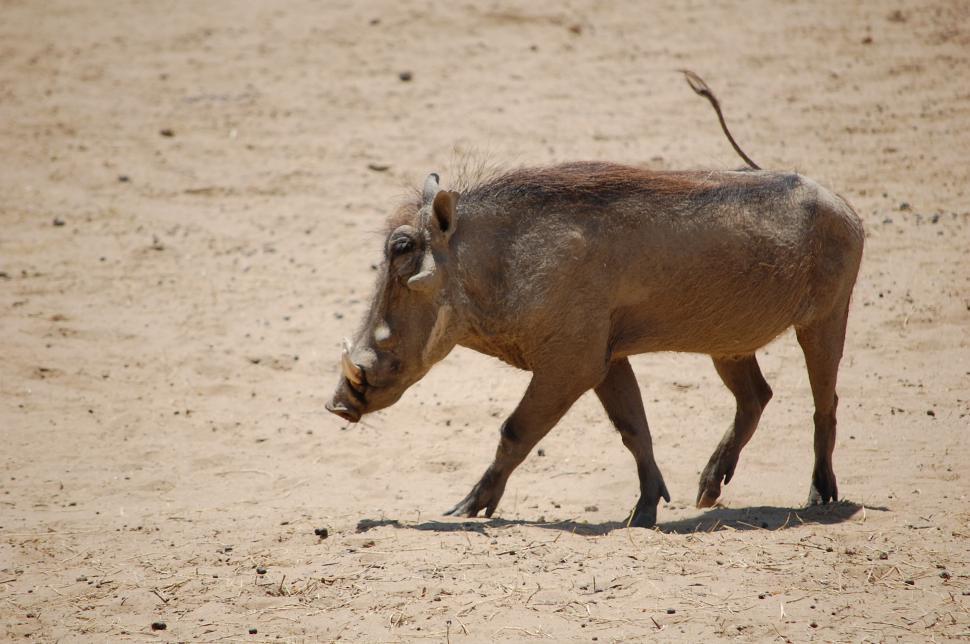 Free Image of Warthog  