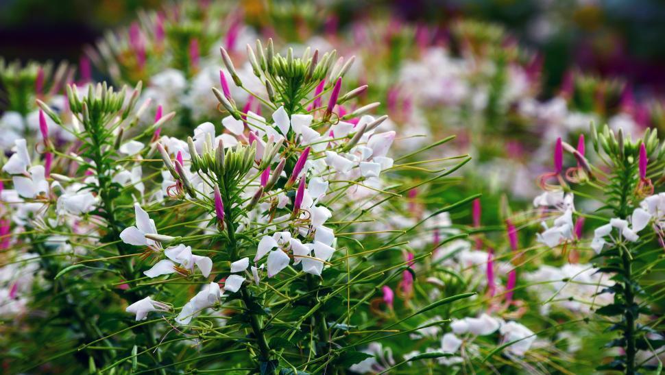 Free Image of Spider Flower Cleome Hassleriana 