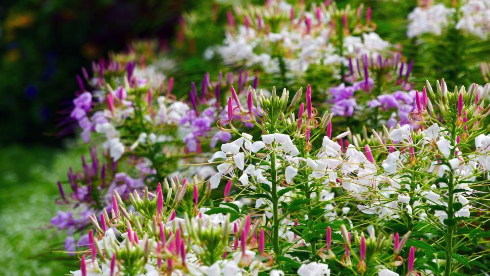 Free Image of Spider Flowers In Bloom 