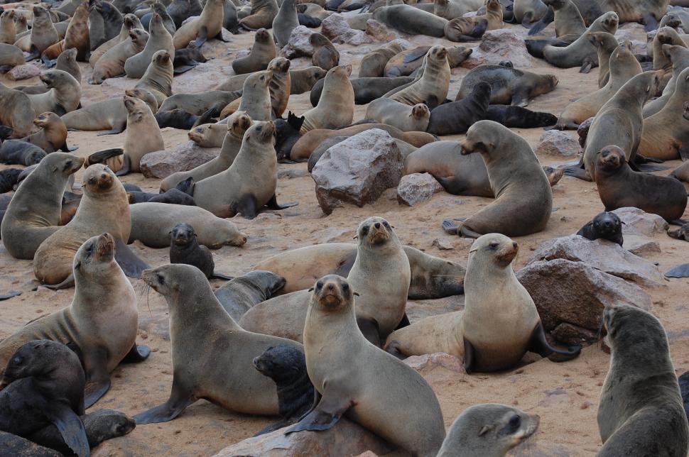 Free Image of Seals of Cape Cross Namibia, Africa 