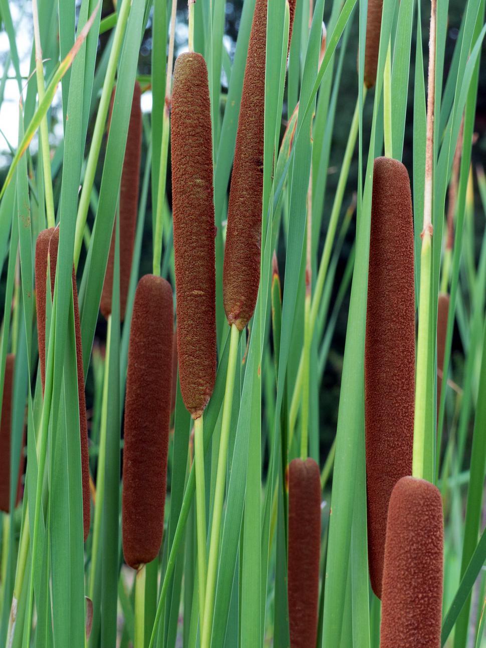 Free Image of Cattail Grass 