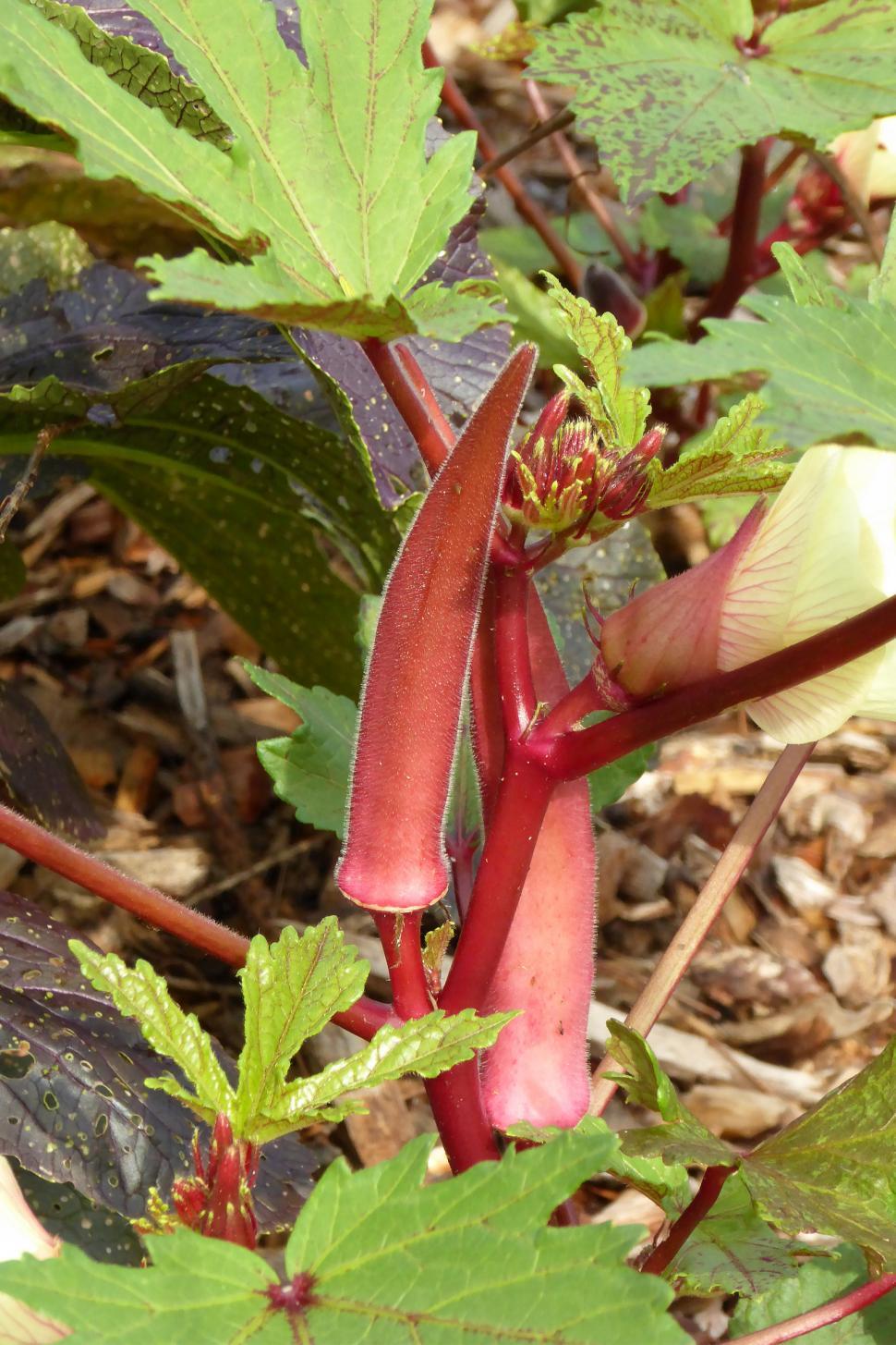 Free Image of Red Burgundy Okra  