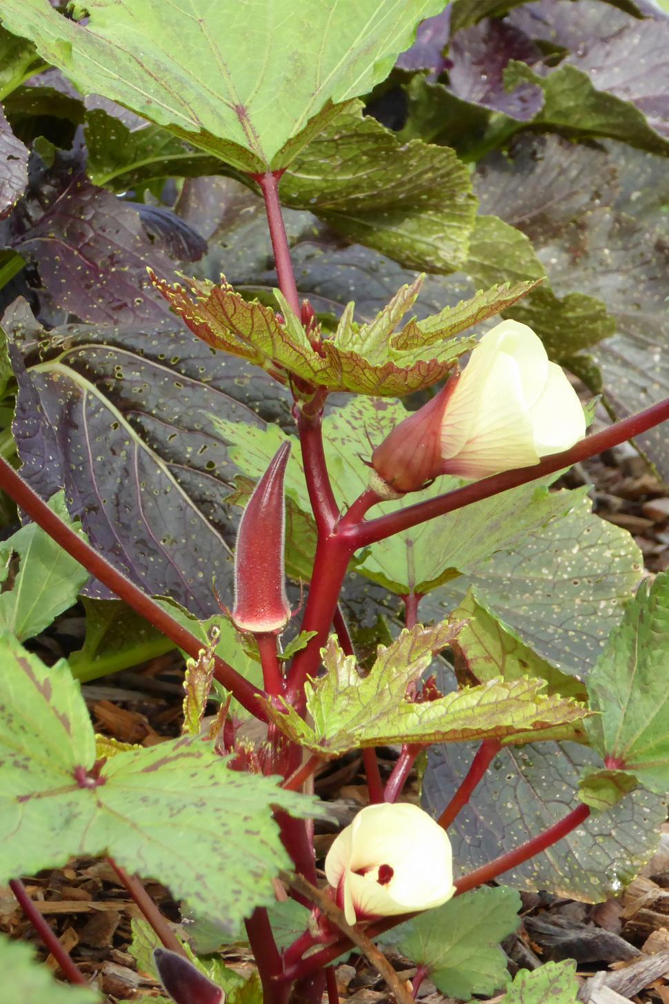Free Image of  Young Red Burgundy Okras 