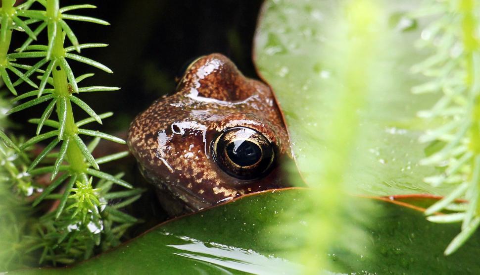 Free Image of Frog peeking out from lily pad 