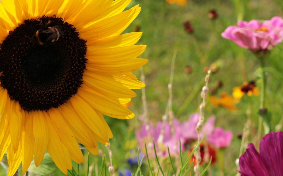 Free Image of Large sunflower 