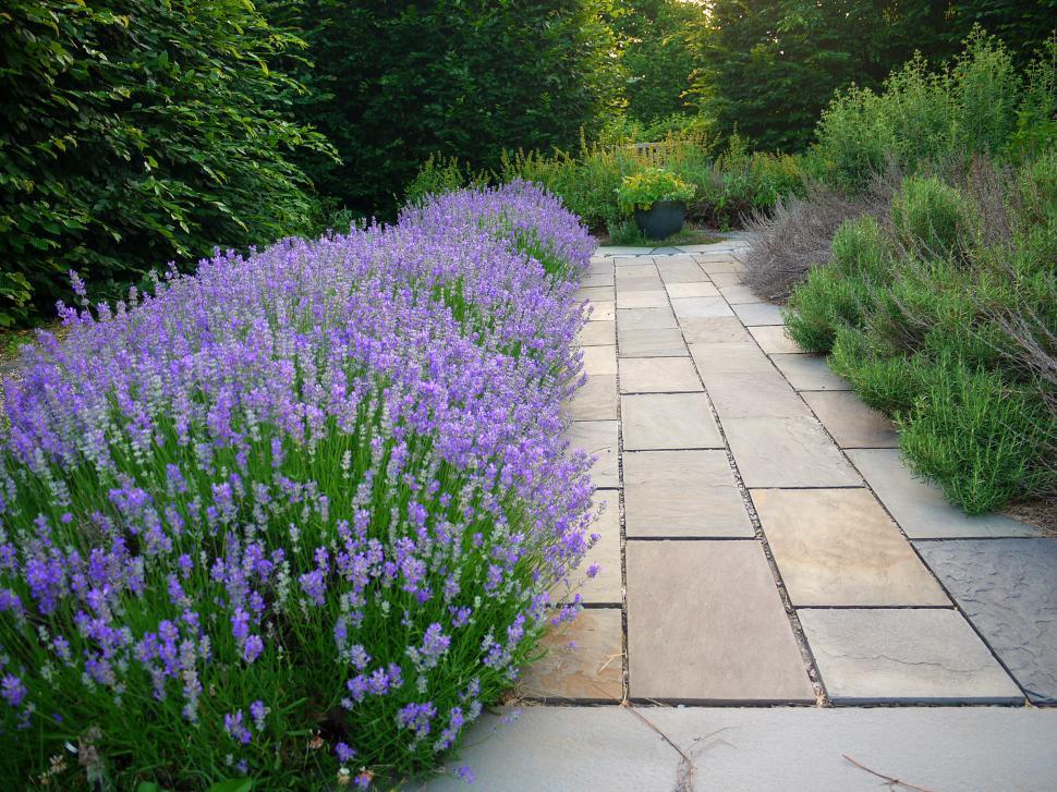 Free Image of Lavender Lined Path 