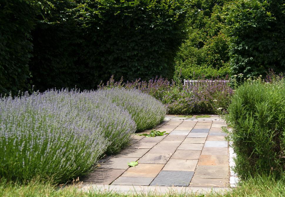 Free Image of Levander Lined Pathway 