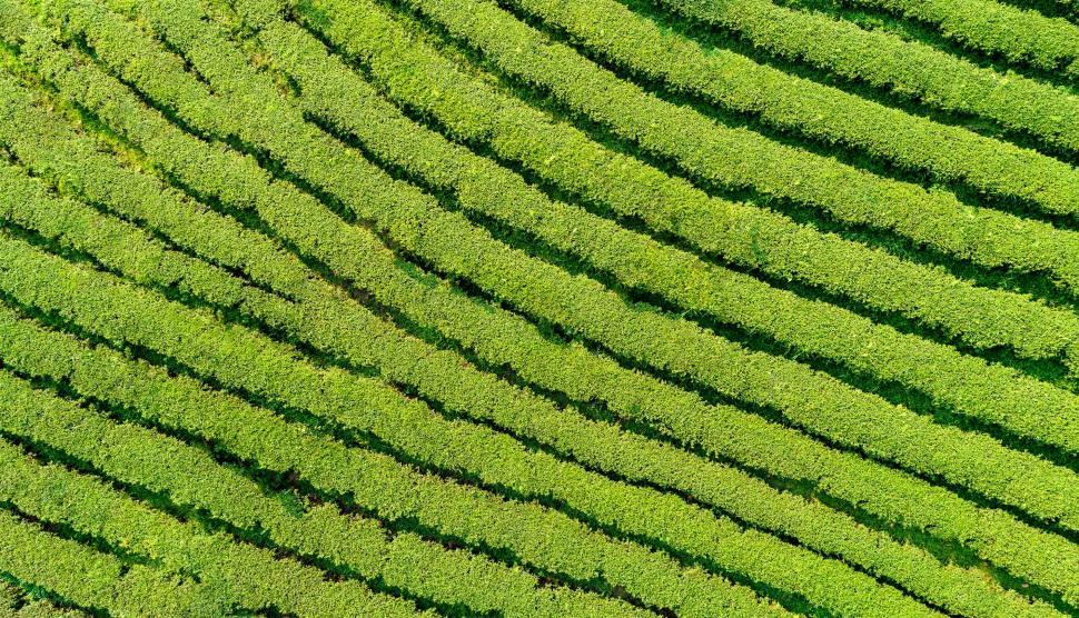 Free Image of Vegetation - Aerial View - Background 