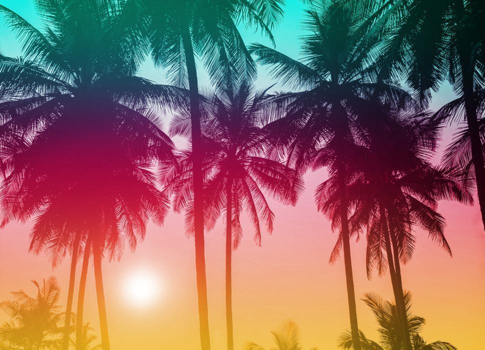 Free Image of Colorful Palm Trees - Tropical Sunset 