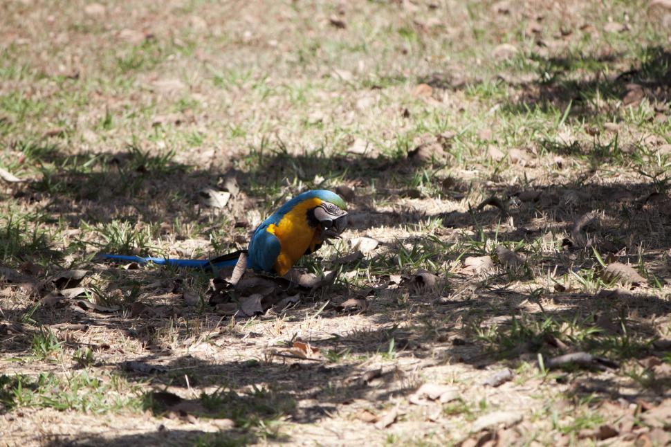 Free Image of Blue Macaw Bird on the Ground 