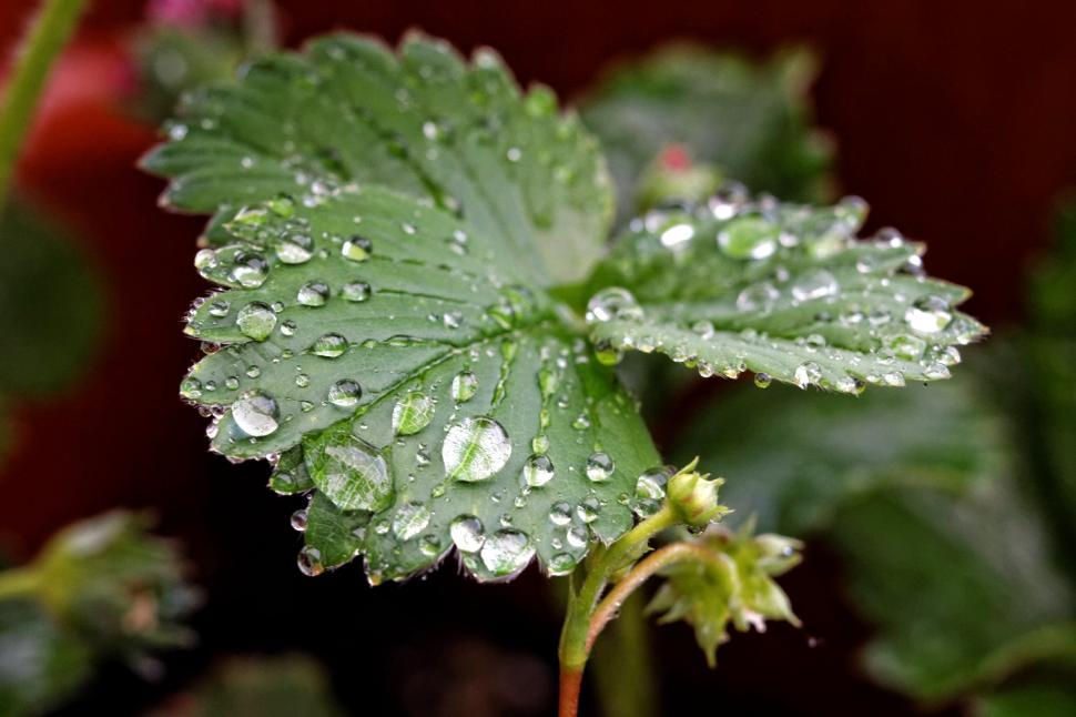 Free Image of Strawberry leafs  