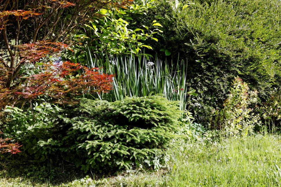 Free Image of Garden detail  