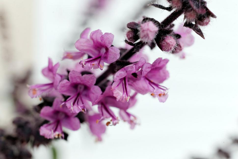 Free Image of Basil flowers 