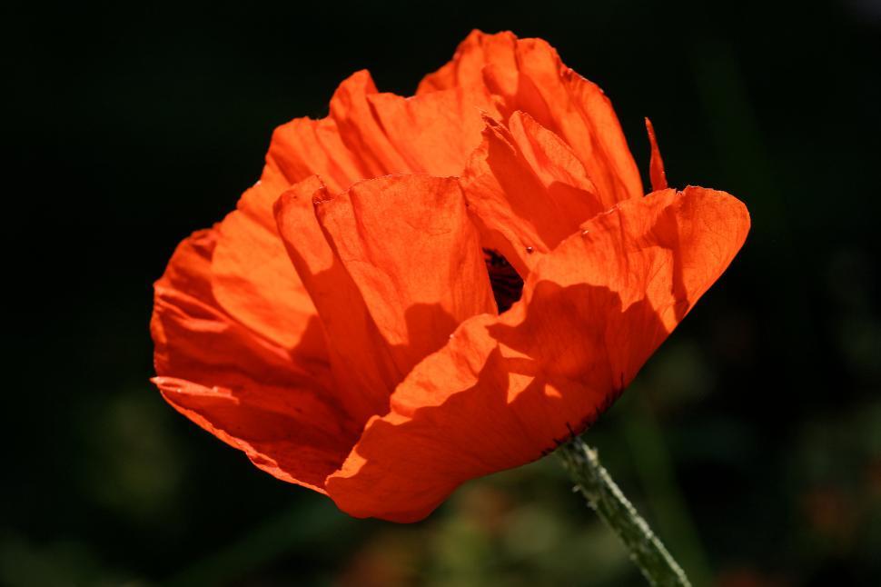 Free Image of Red poppy flower  