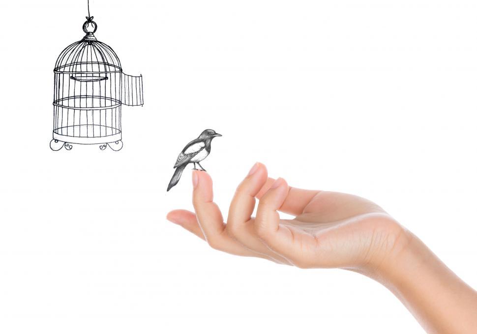 Free Image of Bird and Open Bird Cage - Freedom Concept 