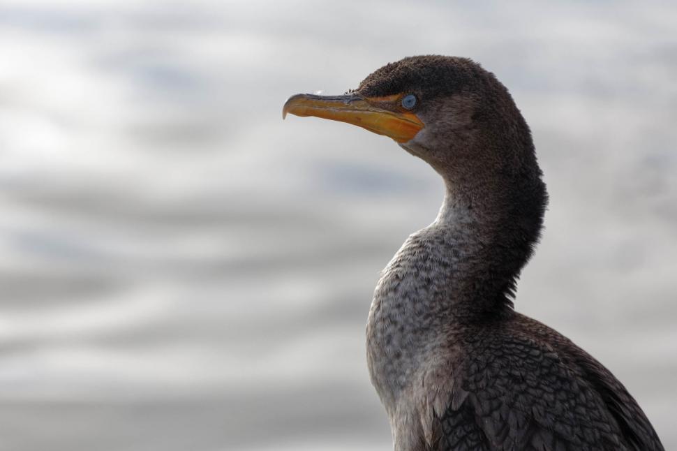 Free Image of Cormorant 
