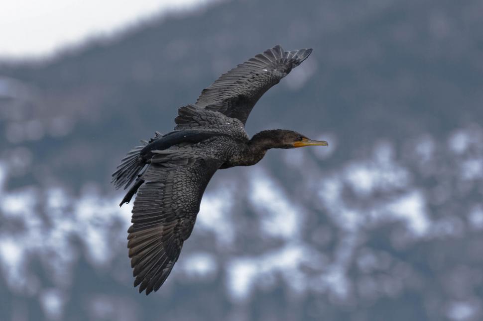Free Image of In flight 