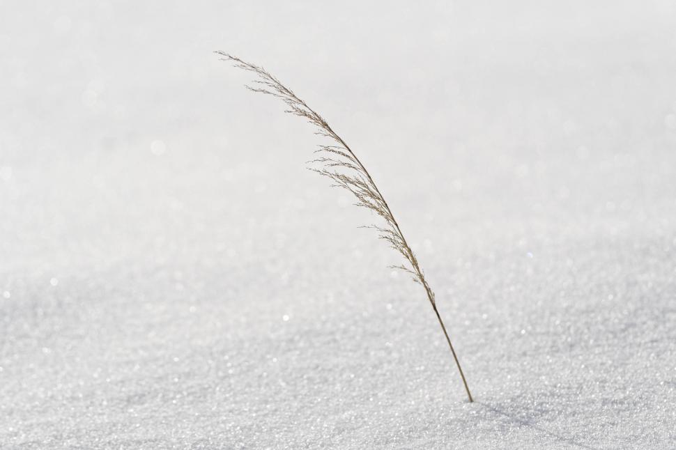 Free Image of Grass partially covered with snow 