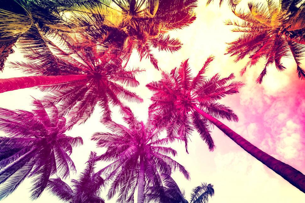 Free Image of Colorful Palm Trees - Tropical Paradise 